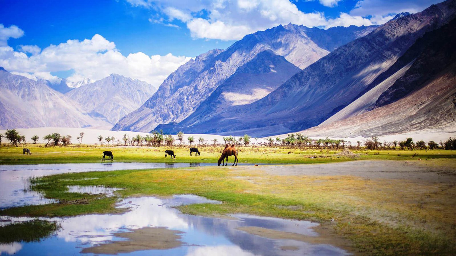 Nubra & Pangong Tour